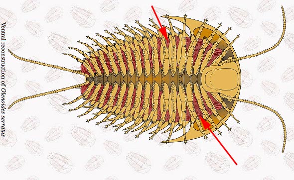 trilobite gill